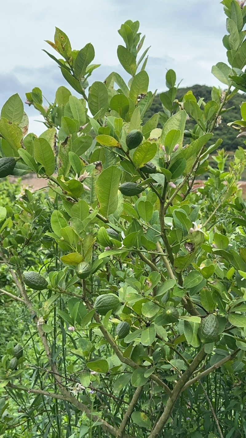 广东香水柠檬