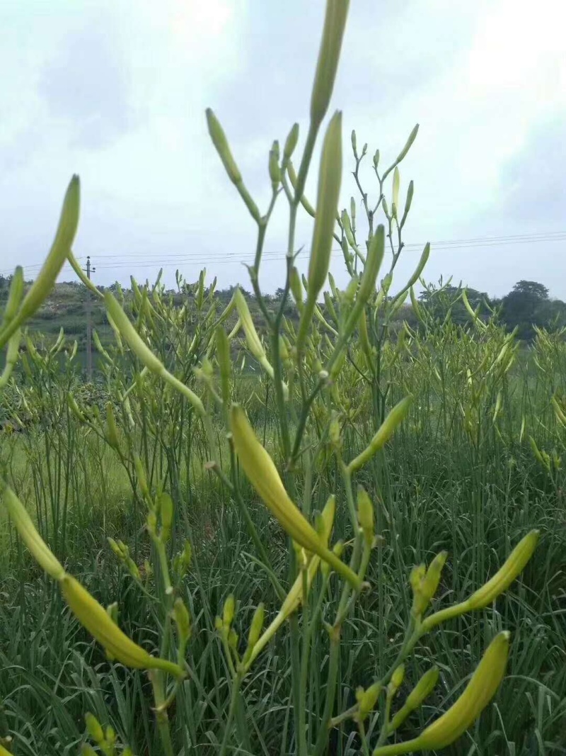 新鲜黄花菜