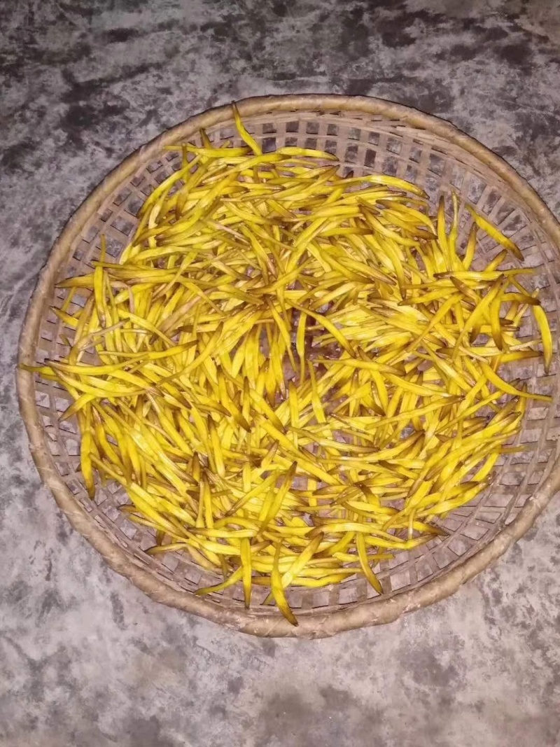 新鲜黄花菜