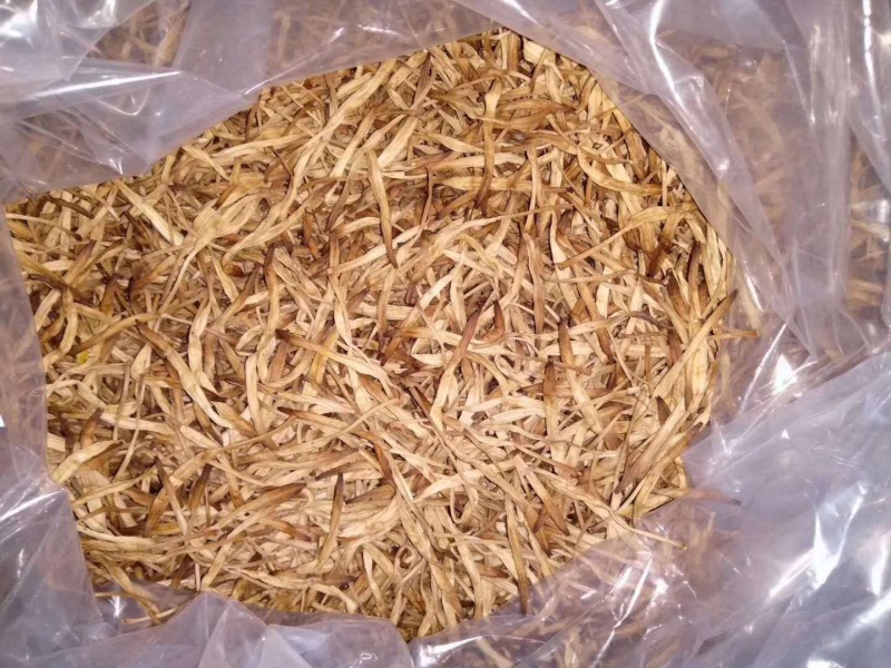 新鲜黄花菜