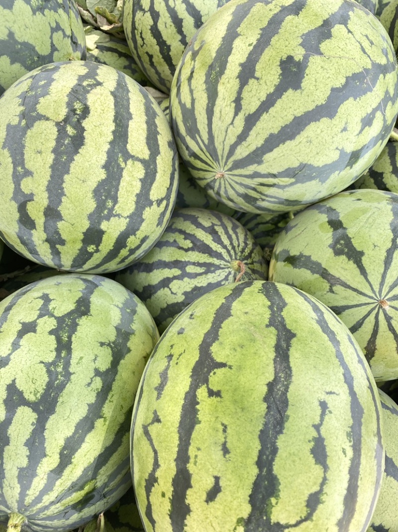 西瓜甜王系列京欣系列
