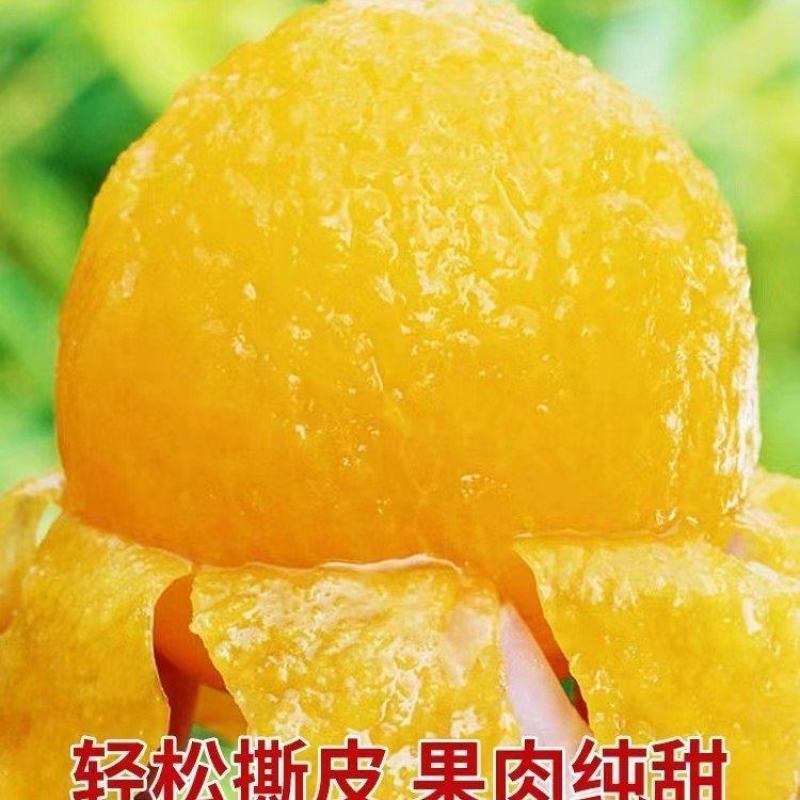 汉源冰糖李（桃花李）大量上市。支持电商，一件代发产地直发