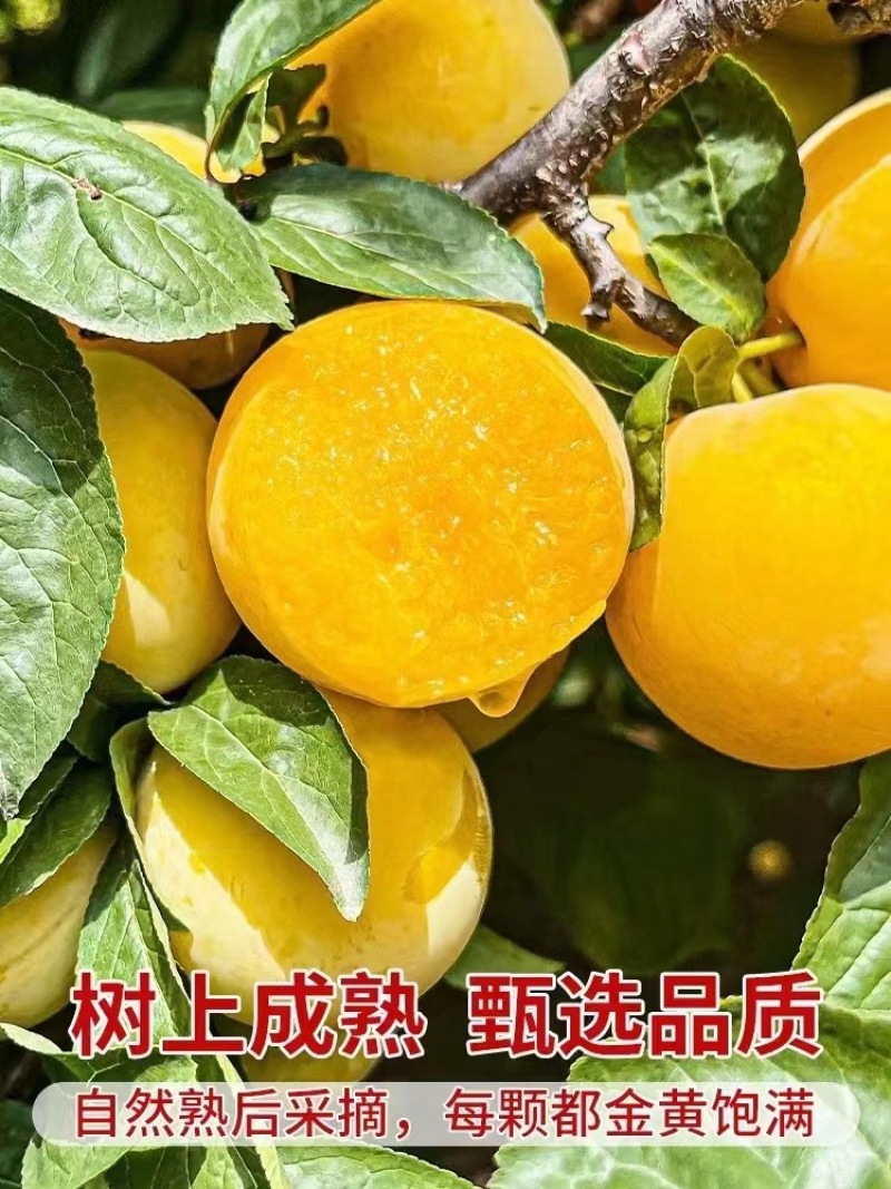 汉源冰糖李（桃花李）大量上市。支持电商，一件代发产地直发
