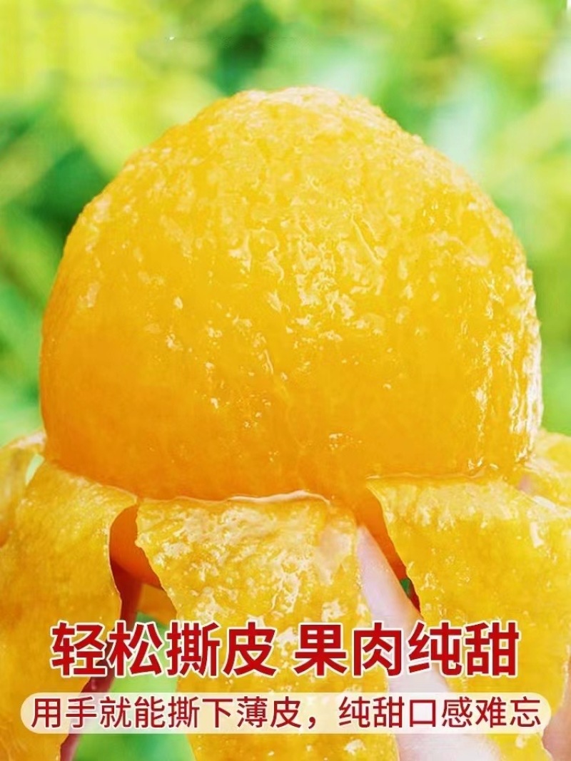 汉源冰糖李（桃花李）大量上市。支持电商，一件代发产地直发