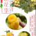 汉源冰糖李（桃花李）大量上市。支持电商，一件代发产地直发
