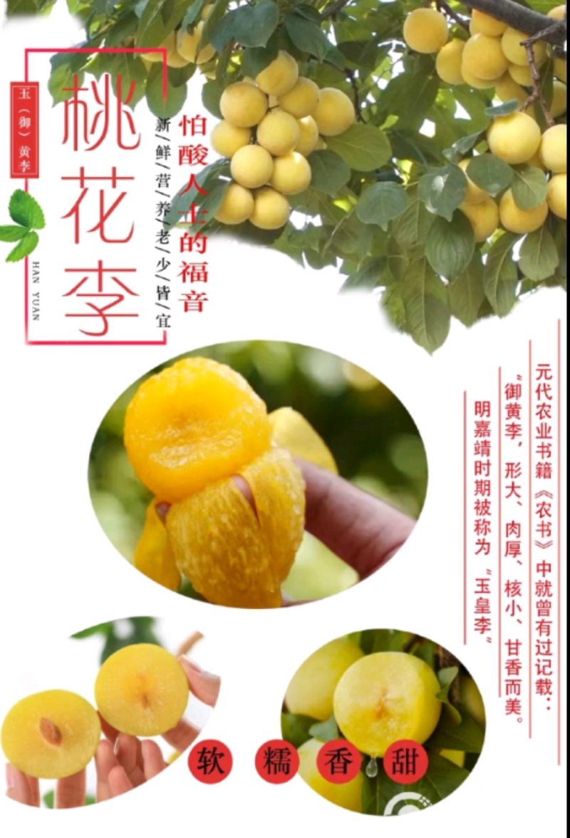汉源冰糖李（桃花李）大量上市。支持电商，一件代发产地直发