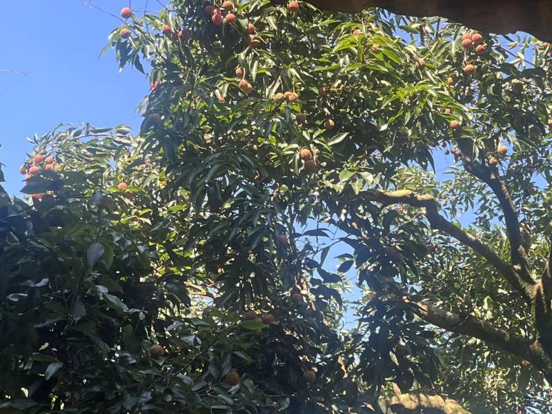 荔枝**新鲜荔枝批发水果果园打包发货便宜一整