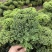 羽衣甘蓝种子
