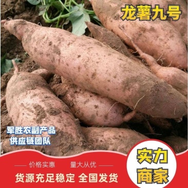 龙薯九号红薯河南开封产地直发龙九红薯供应市场电商加工厂