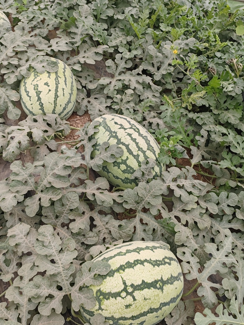 陕西产区金花6号，个大皮薄瓤口好，糖度高