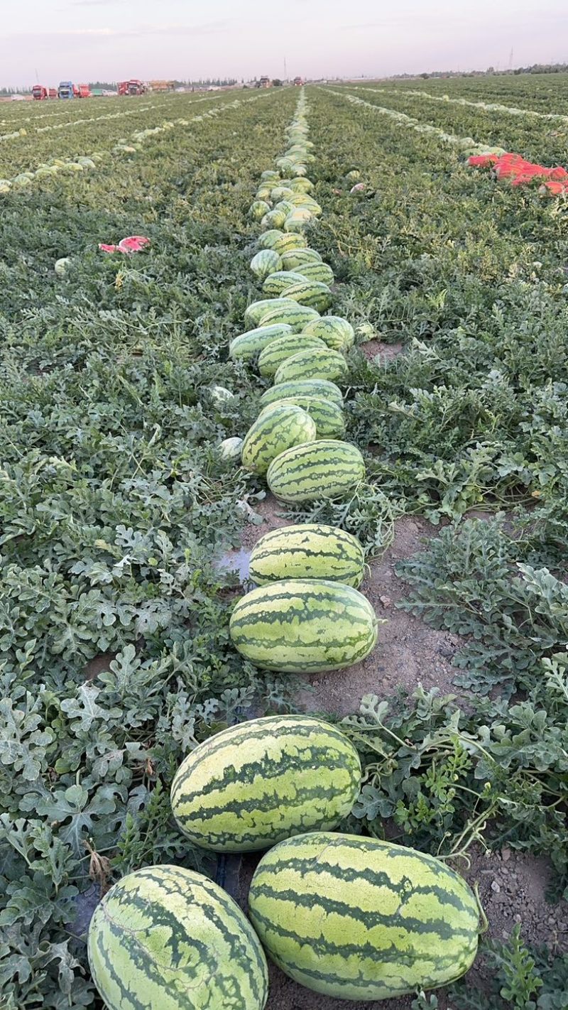 新疆双红金城火爆供应