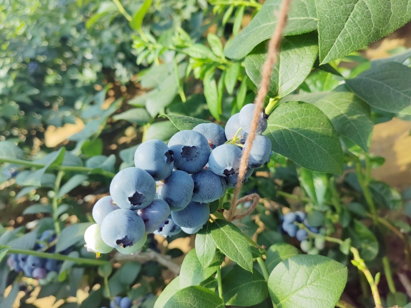 冷棚大果蓝金串货