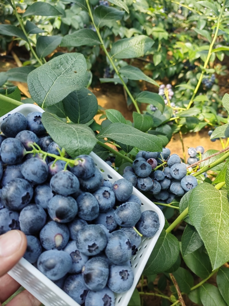 冷棚大果蓝金串货