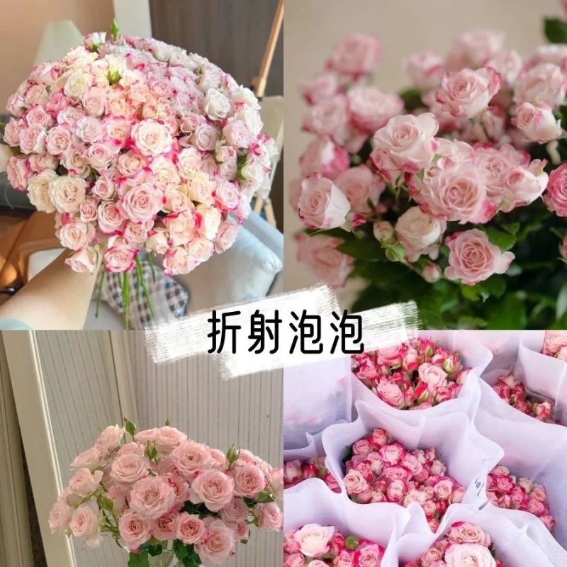 云南昆明多头玫瑰折射鲜切花基地可做成干花供应干花厂