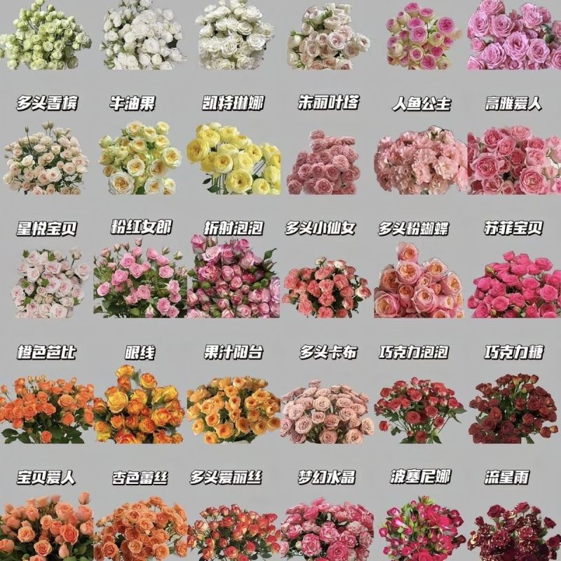 云南昆明多头玫瑰折射鲜切花基地可做成干花供应干花厂