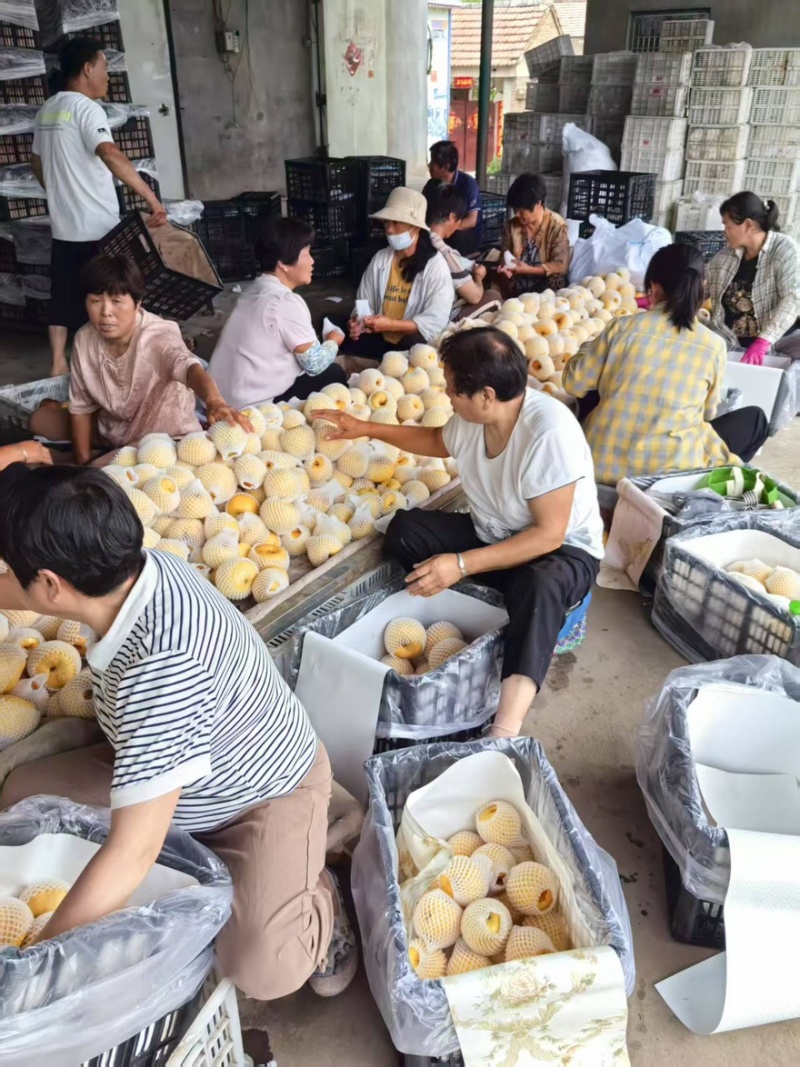 砀山酥梨产地直销味道鲜甜大量有货全国通发