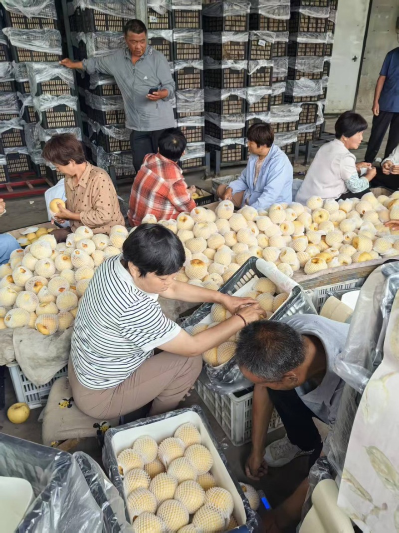 砀山酥梨产地直销味道鲜甜大量有货全国通发