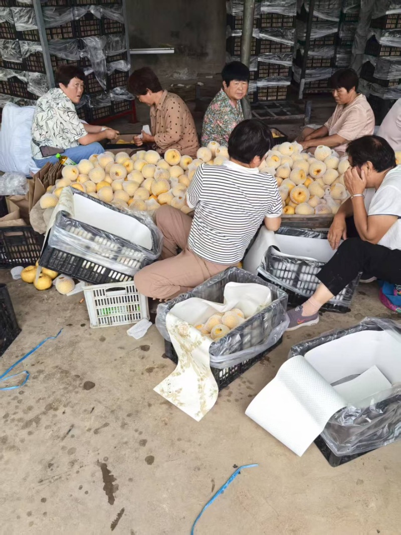 砀山酥梨产地直销味道鲜甜大量有货全国通发