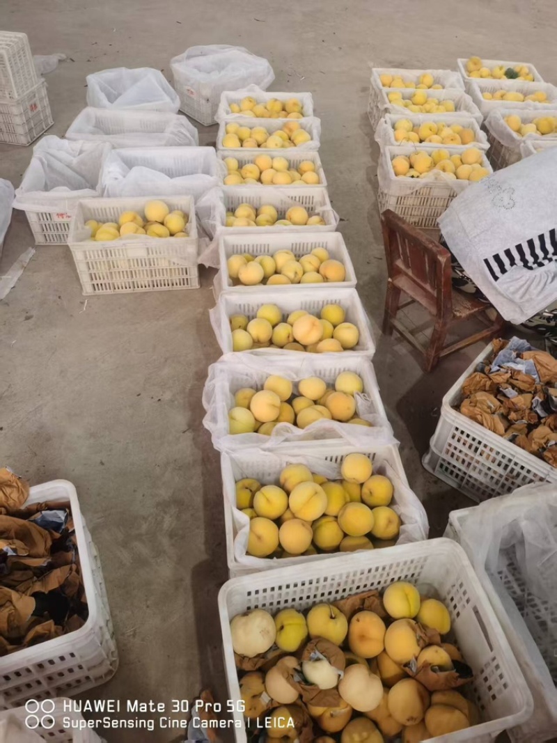 黄毛桃品质保证服务周到产地直发价格美丽