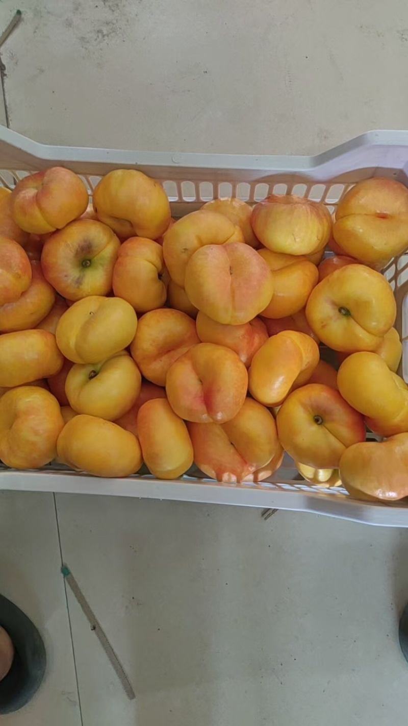 黄毛桃品质保证服务周到产地直发价格美丽