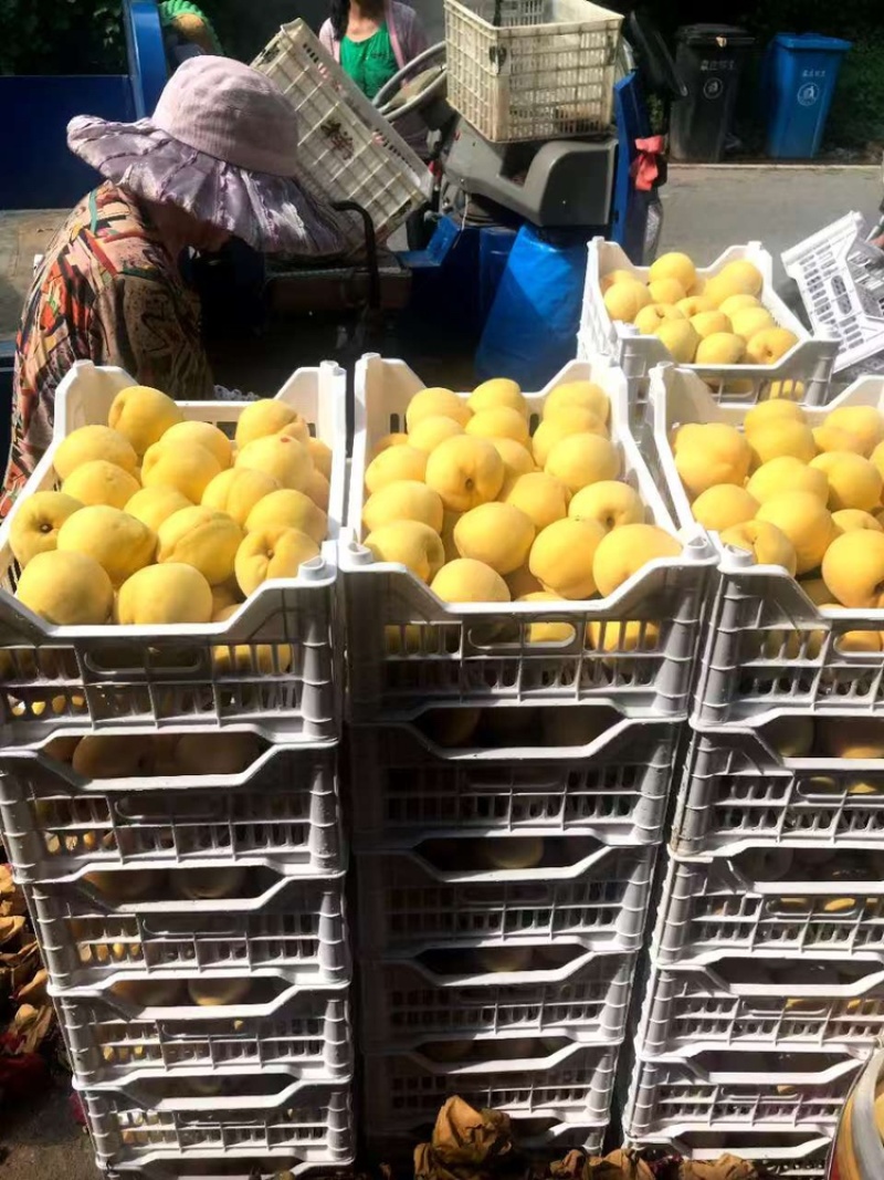 黄毛桃品质保证服务周到产地直发价格美丽