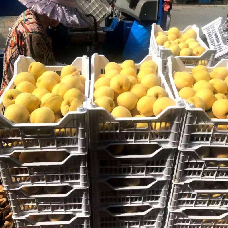 黄毛桃品质保证服务周到产地直发价格美丽