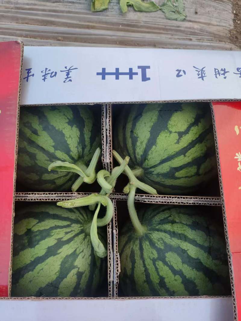 【优选】美都西瓜货源充足保证质量全国产地直发