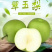 梨青翠梨酥脆一号梨皮薄多汁脆甜无渣欢迎咨询
