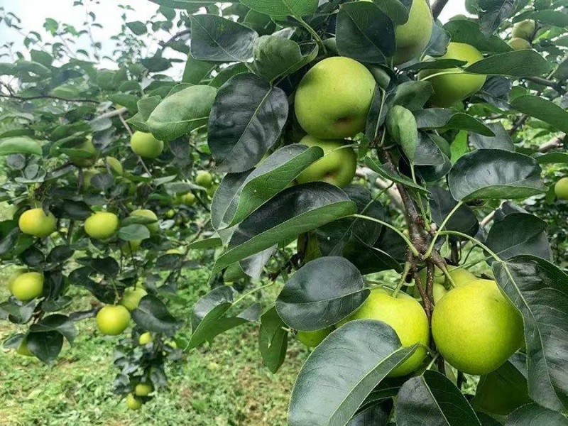 梨青翠梨酥脆一号梨皮薄多汁脆甜无渣欢迎咨询