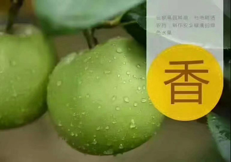 梨青翠梨酥脆一号梨皮薄多汁脆甜无渣欢迎咨询