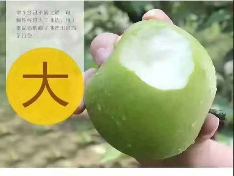梨青翠梨酥脆一号梨皮薄多汁脆甜无渣欢迎咨询