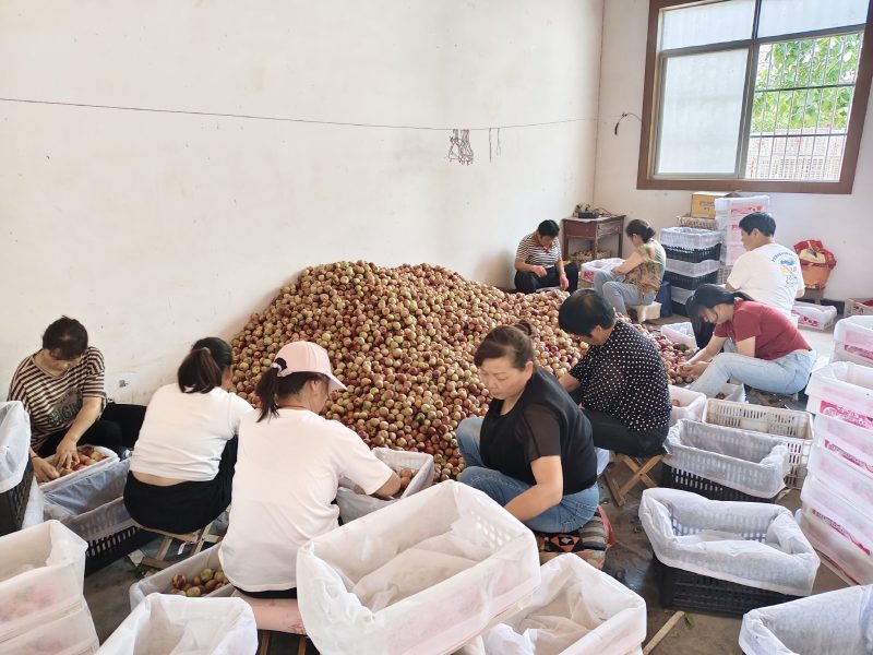 珍珠枣油桃