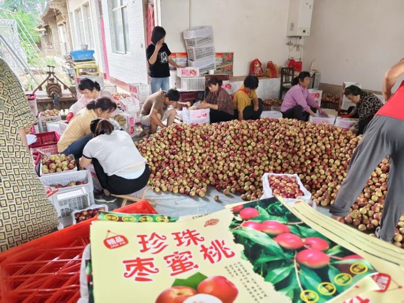 珍珠枣油桃