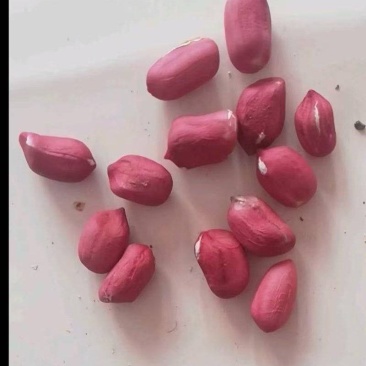 花生，冀花甜鲜食花生，河北省农林科学院粮油作物所研发新品