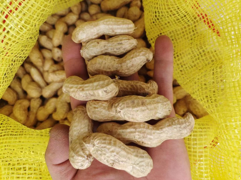 万亩白鲨花生鲜货带壳花生保质保量厂家直发对接市场电商