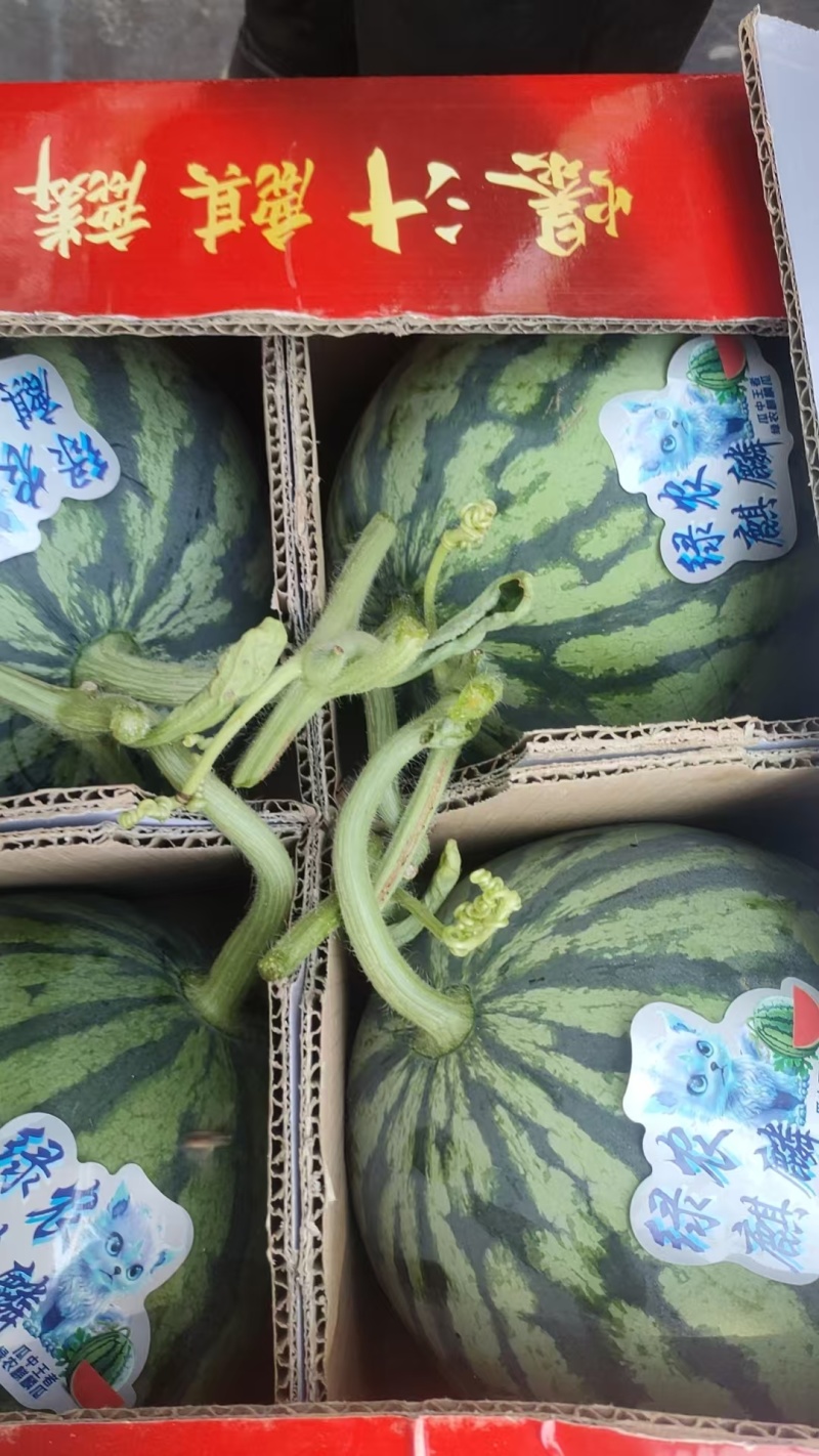 夏邑8424麒麟西瓜产地代办五一至国庆稳定供货