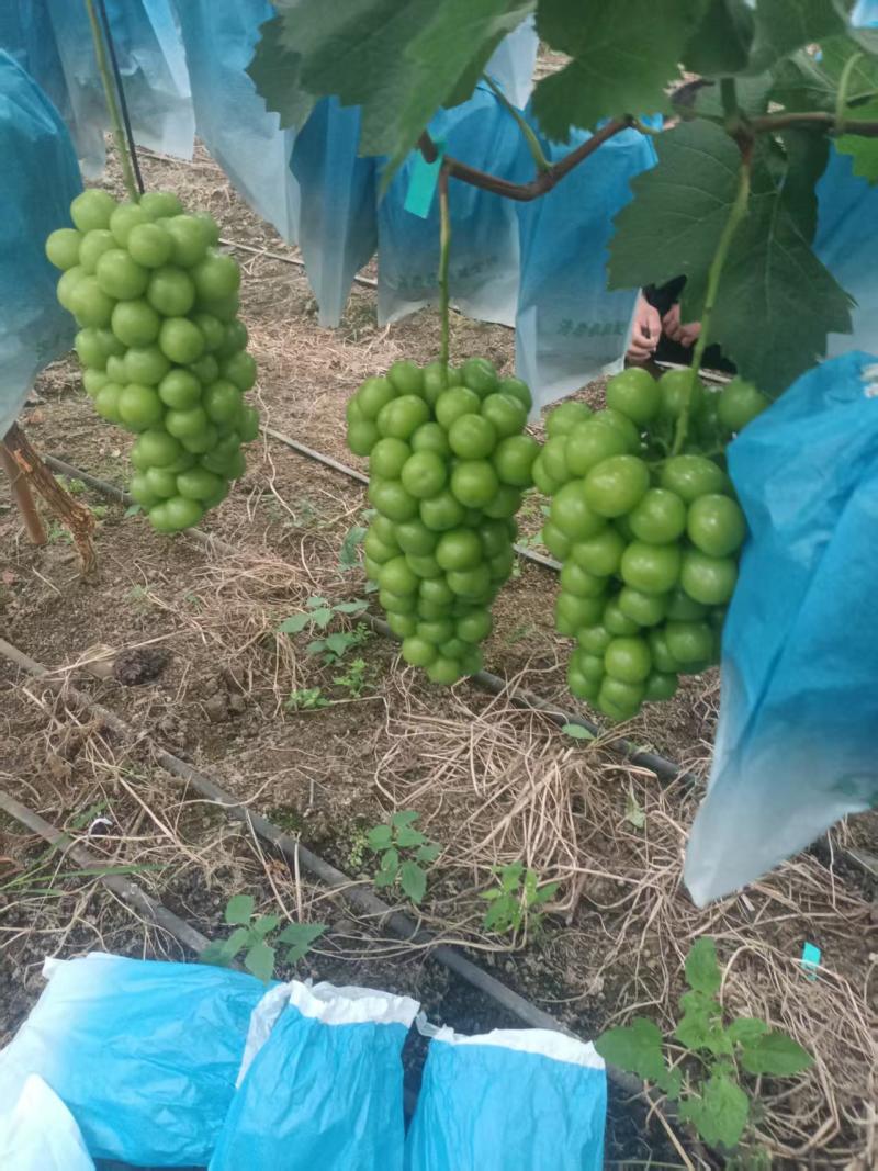 夏黑巨峰阳光玫瑰