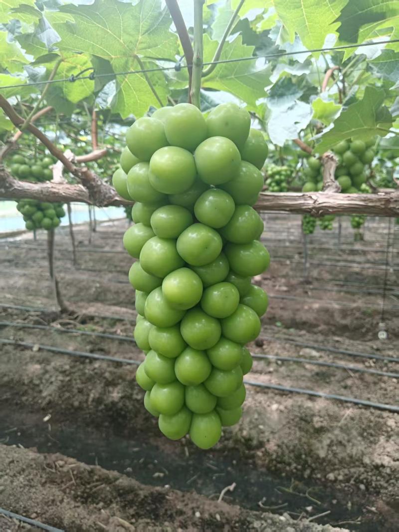 夏黑巨峰阳光玫瑰