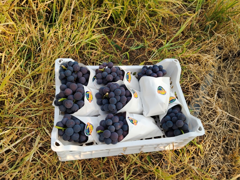 夏黑巨峰阳光玫瑰