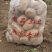 土豆