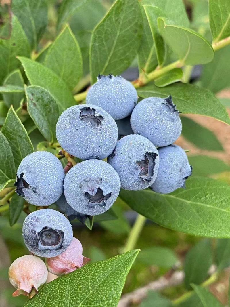 蓝莓