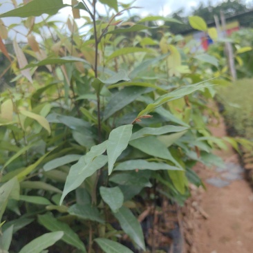 红椎红椎苗苗木种苗红椎苗基地直供量大优惠