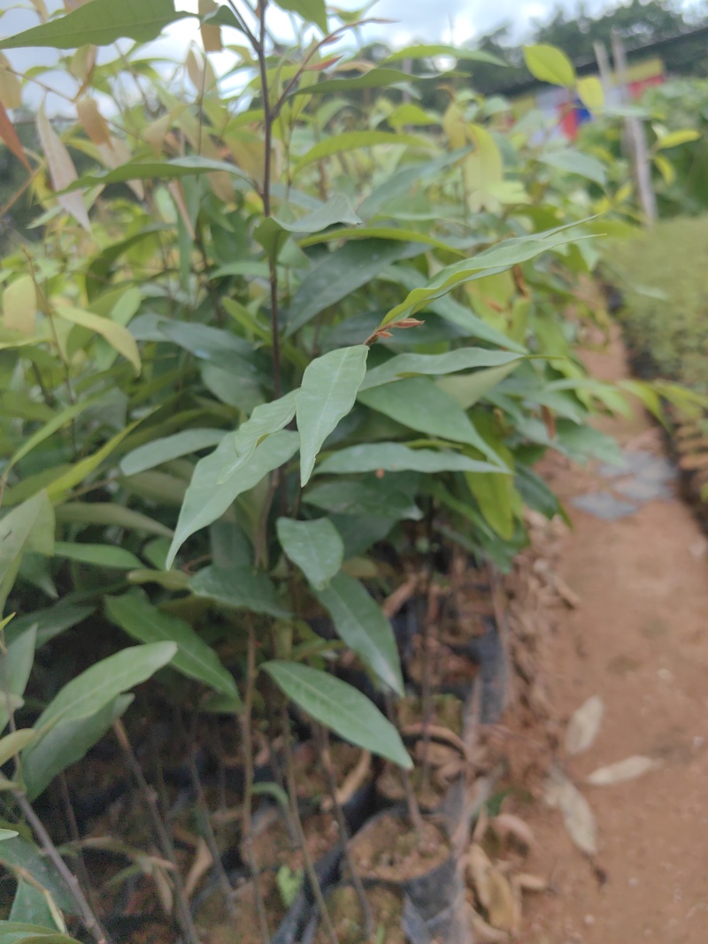 红椎红椎苗苗木种苗红椎苗基地直供量大优惠