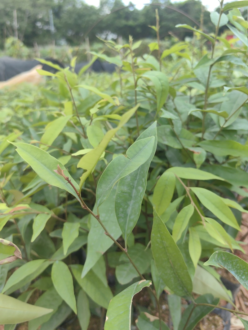 红椎红椎苗苗木种苗红椎苗基地直供量大优惠