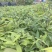 红椎红椎苗苗木种苗红椎苗基地直供量大优惠