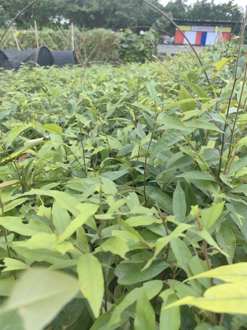 红椎红椎苗苗木种苗红椎苗基地直供量大优惠