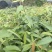 红椎红椎苗苗木种苗红椎苗基地直供量大优惠