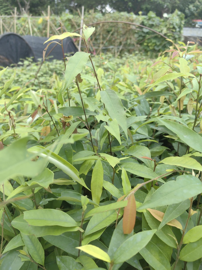 红椎红椎苗苗木种苗红椎苗基地直供量大优惠