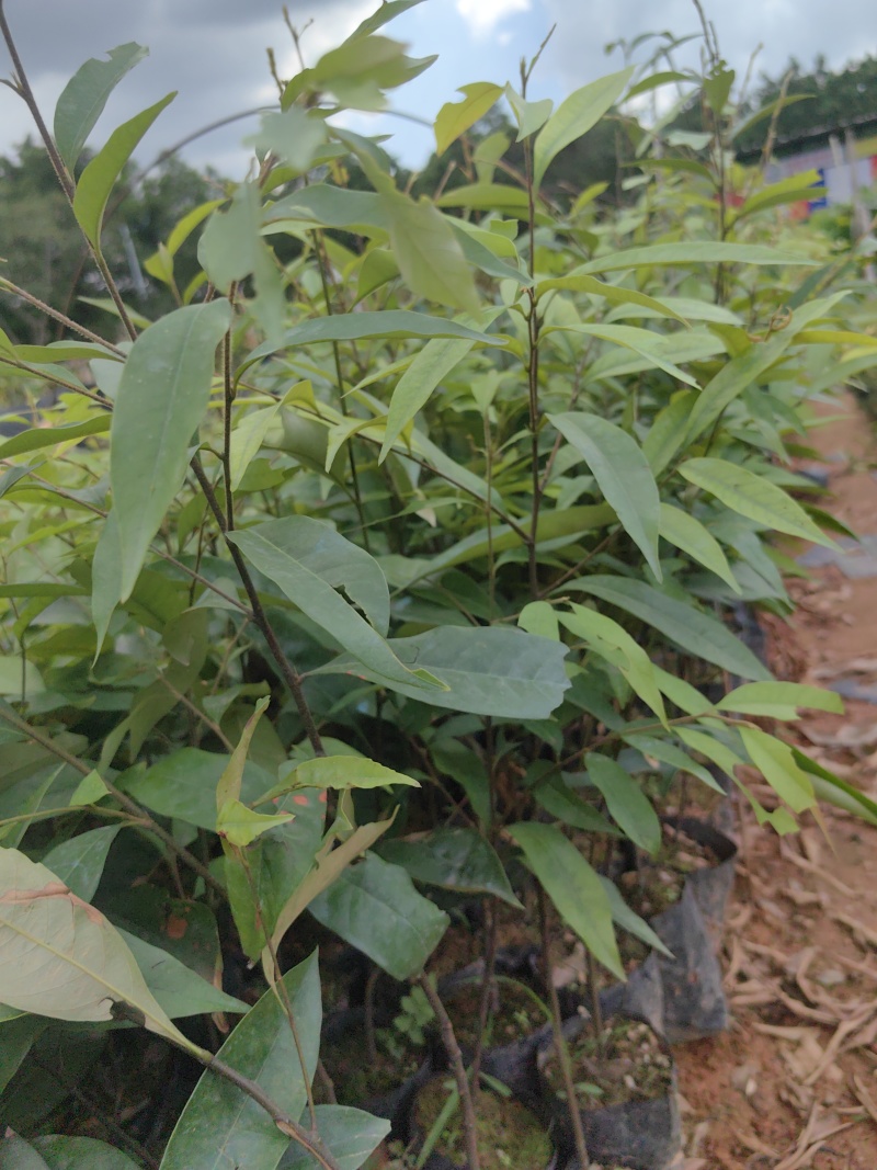 红椎红椎苗苗木种苗红椎苗基地直供量大优惠