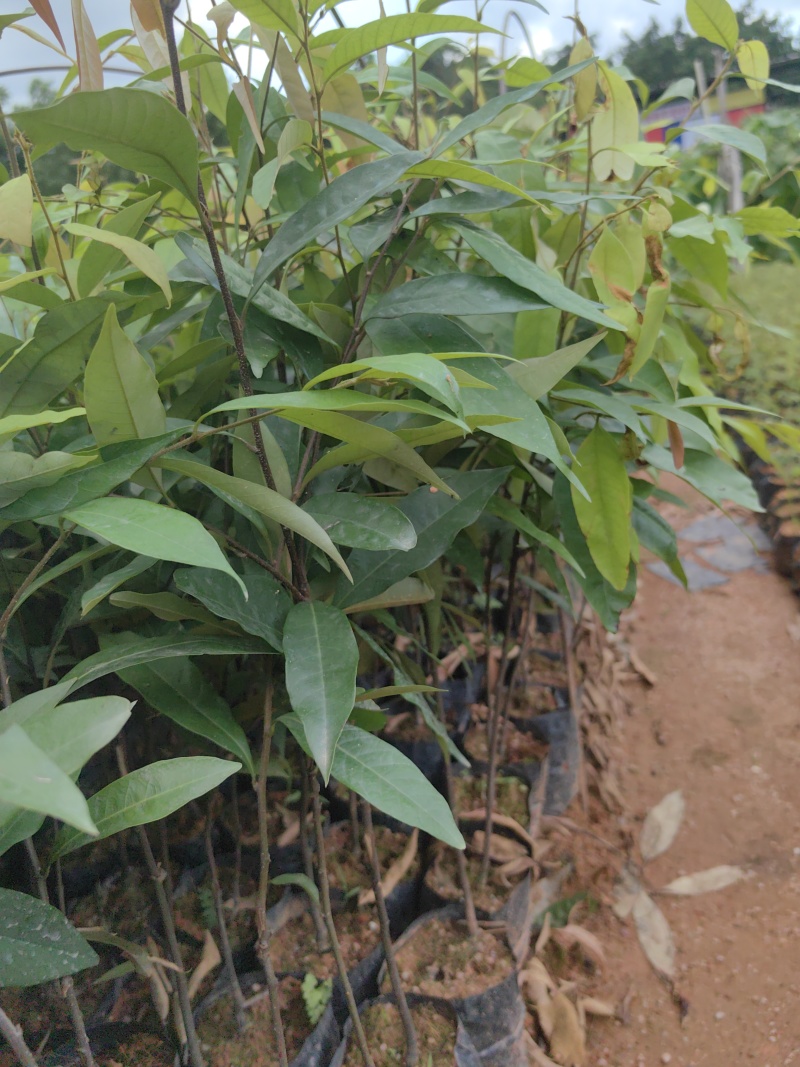 红椎红椎苗苗木种苗红椎苗基地直供量大优惠